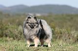 SPITZ ALLEMAND 146